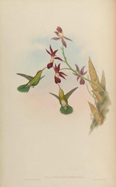 Chrysobronchus viridicauda = Amazilia viridicauda - John Gould